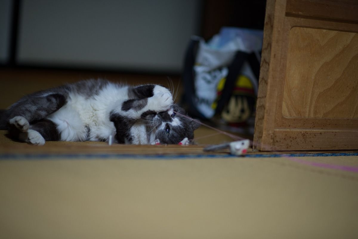 Black and white cat lying on its side batting at a fishing-rod style wand toy