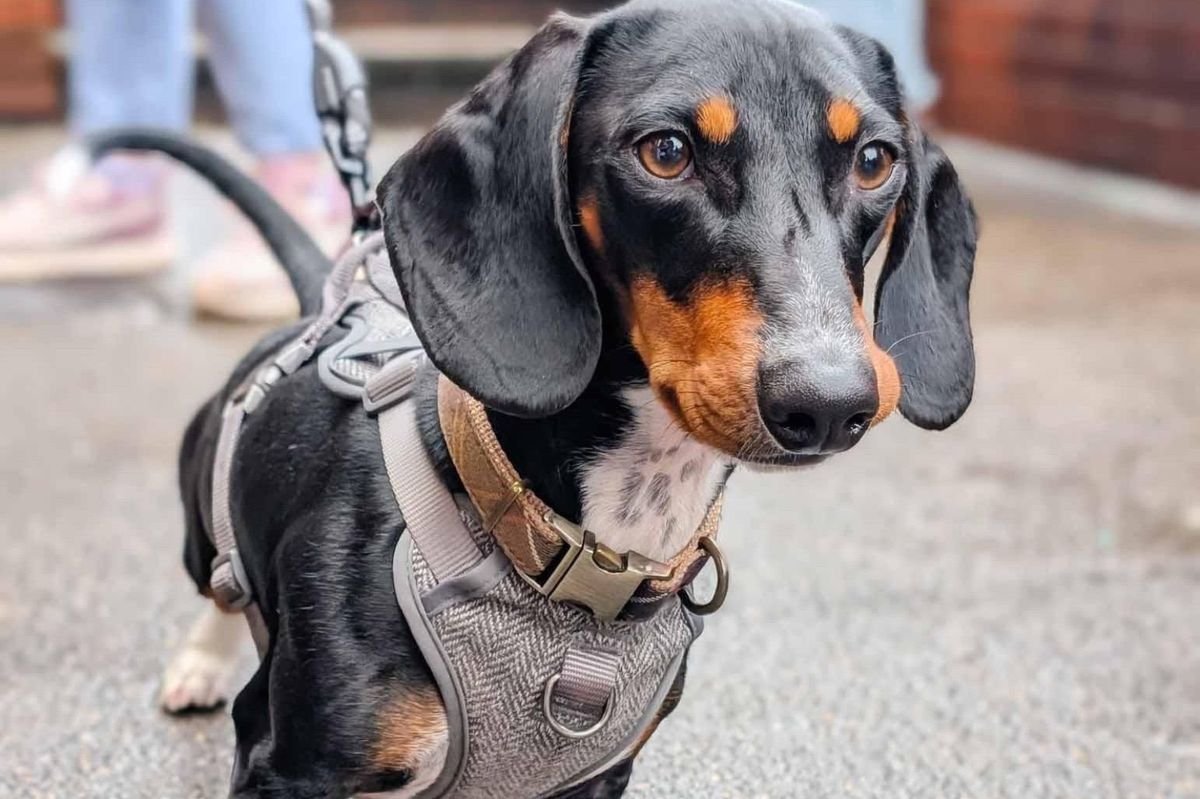 Dachshund wearing a fitted grey coat