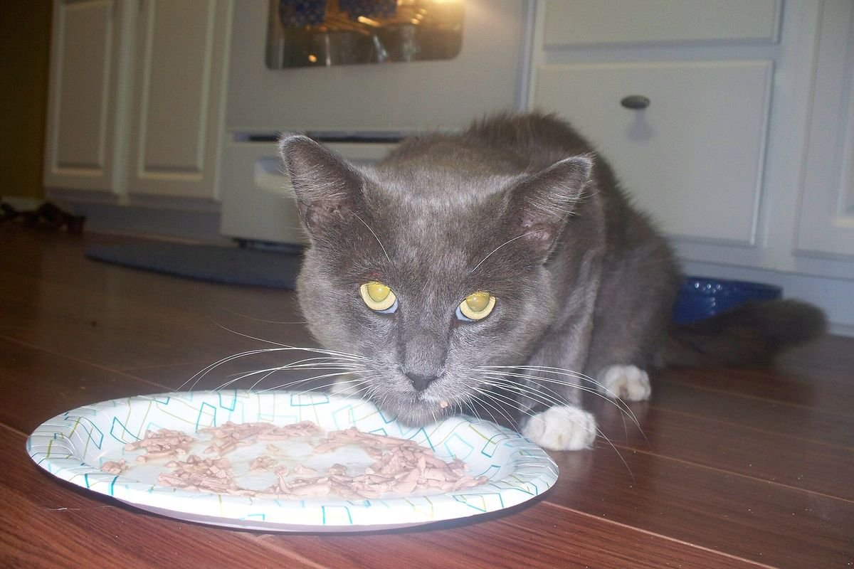 Grey cat eating from a plate on a wooden floor