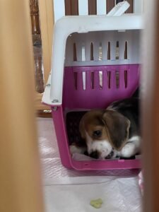 Beagle puppy resting inside a purple plastic crate on a blanket