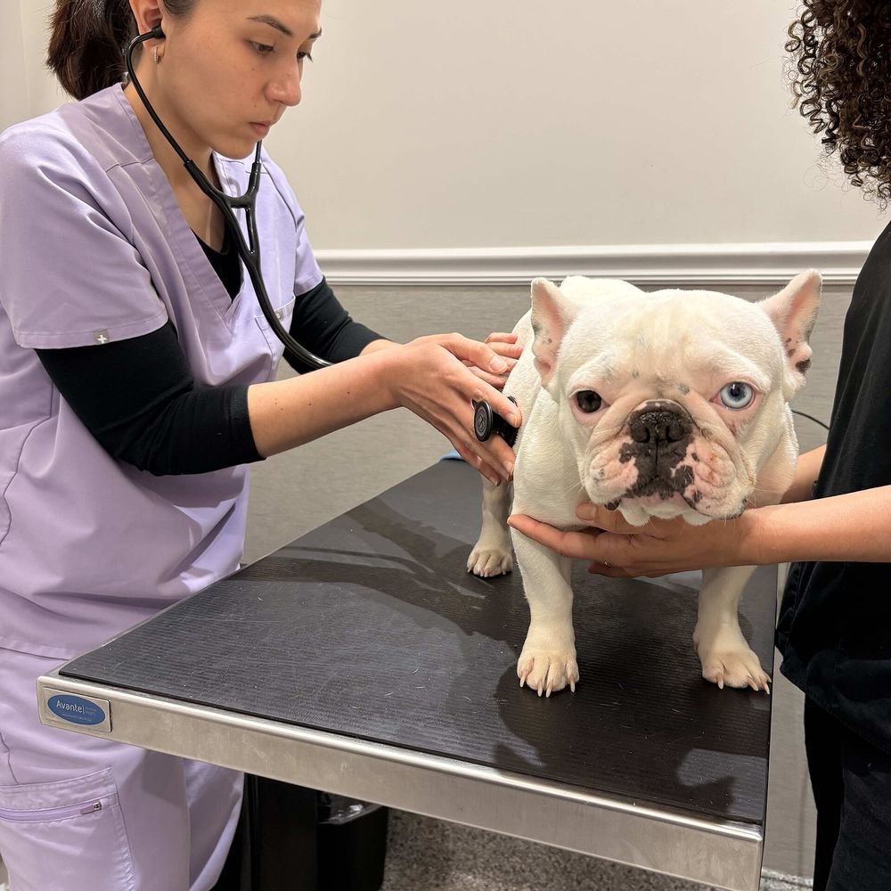 Veterinarian examining a white bulldog-type dog with a stethoscope on a clinic table
