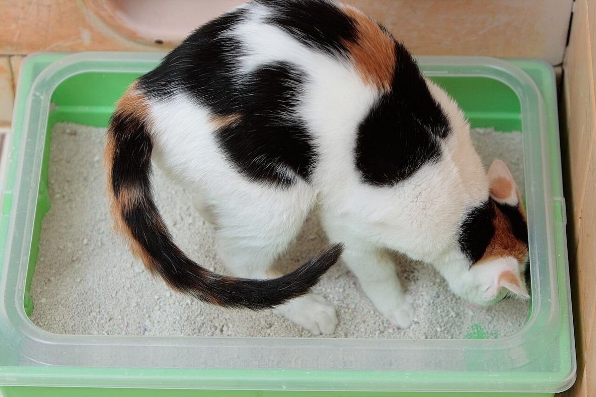 Calico kitten standing in a green litter box, sniffing the clumping litter