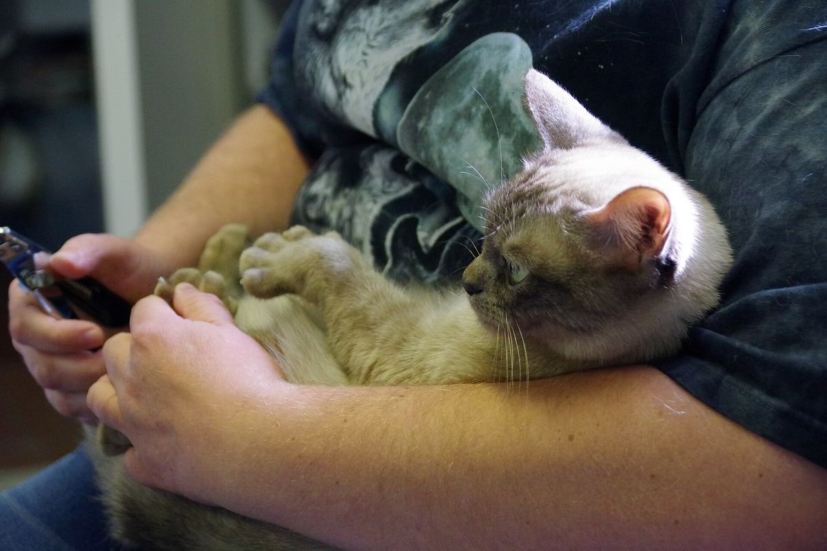 Person holding a relaxed cat in their lap and handling its paws