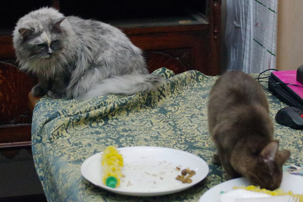 A long-haired cat watching another cat eat from a plate