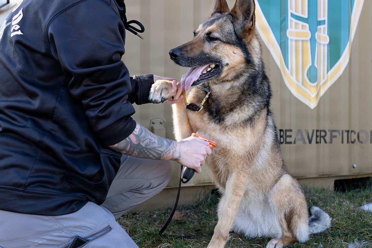 Handler checking the front paw and nails of a seated German shepherd outdoors