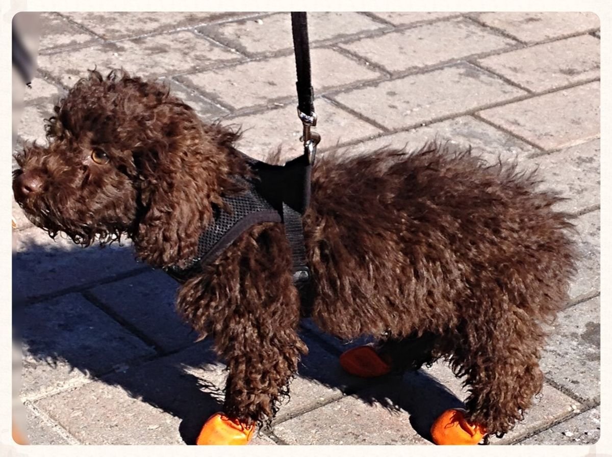Curly brown dog on a leash wearing a harness and bright orange booties on a paved sidewalk