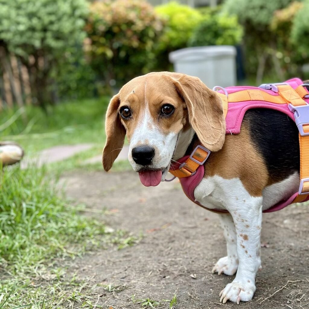 Beagle wearing a pink-and-purple harness standing on a park path