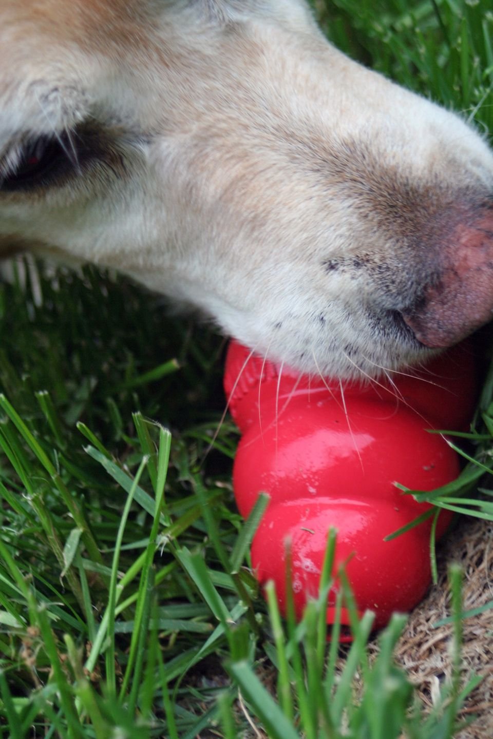 Dog holding a red stuffable rubber chew toy