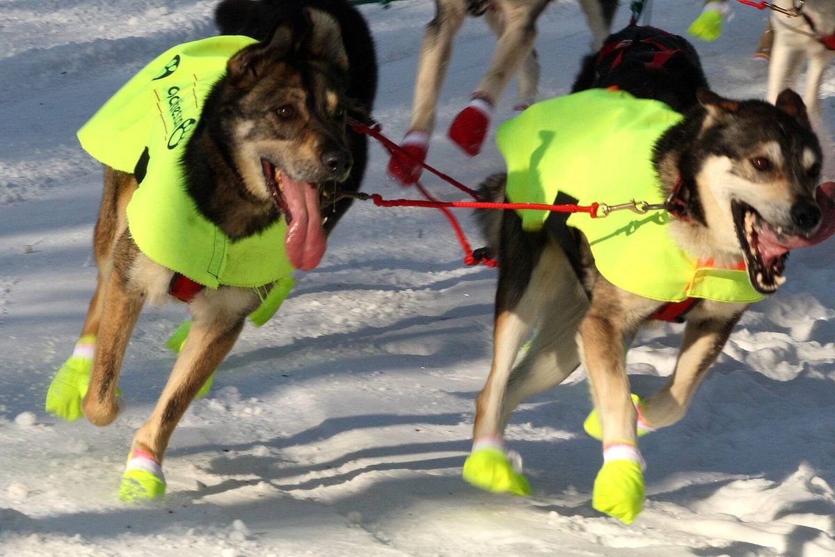 Two sled dogs in bright jackets and booties running on snow