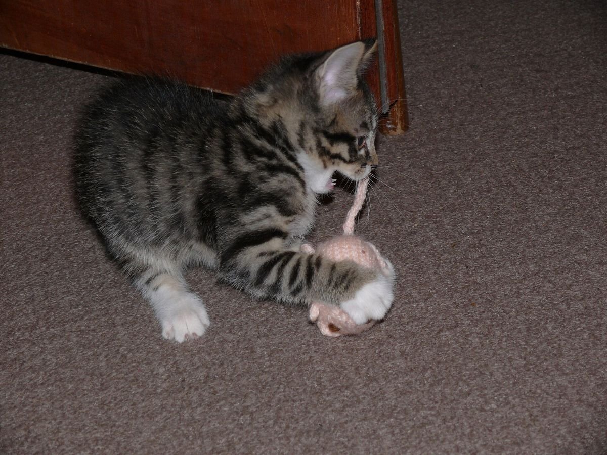 Tabby kitten crouched on a carpet chewing a small knitted toy mouse