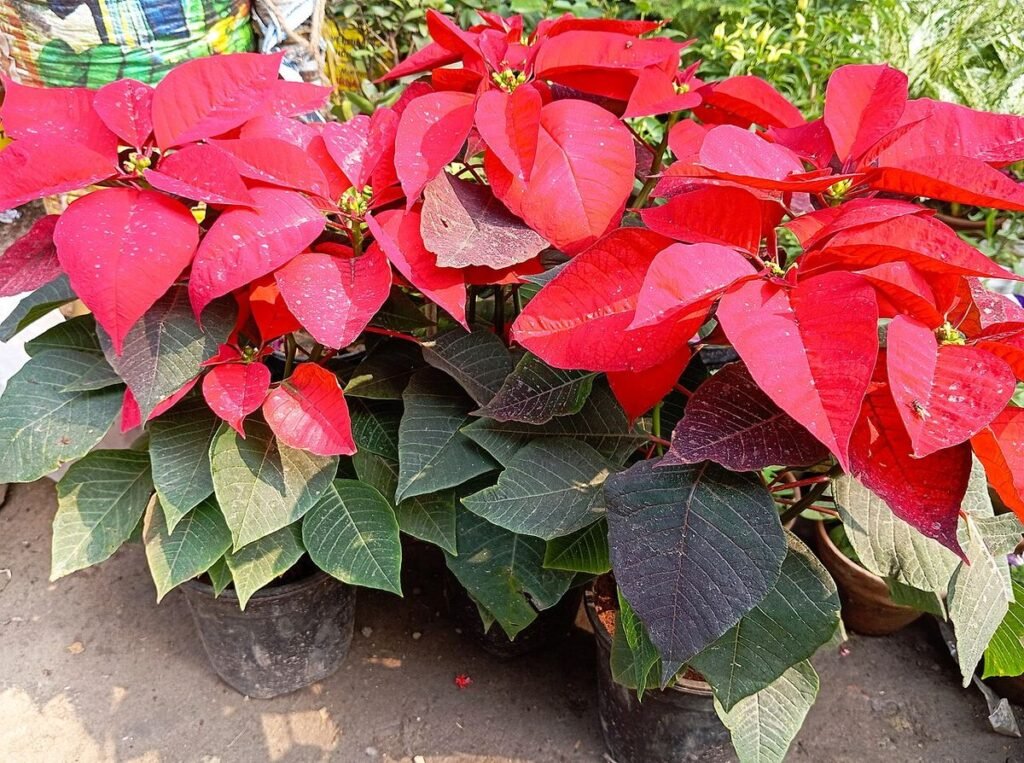 Bright red poinsettia plants with green leaves