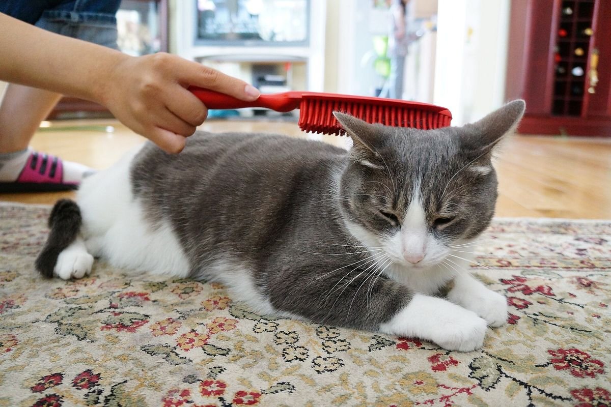 Grey and white cat lying on a rug while a hand brushes its back