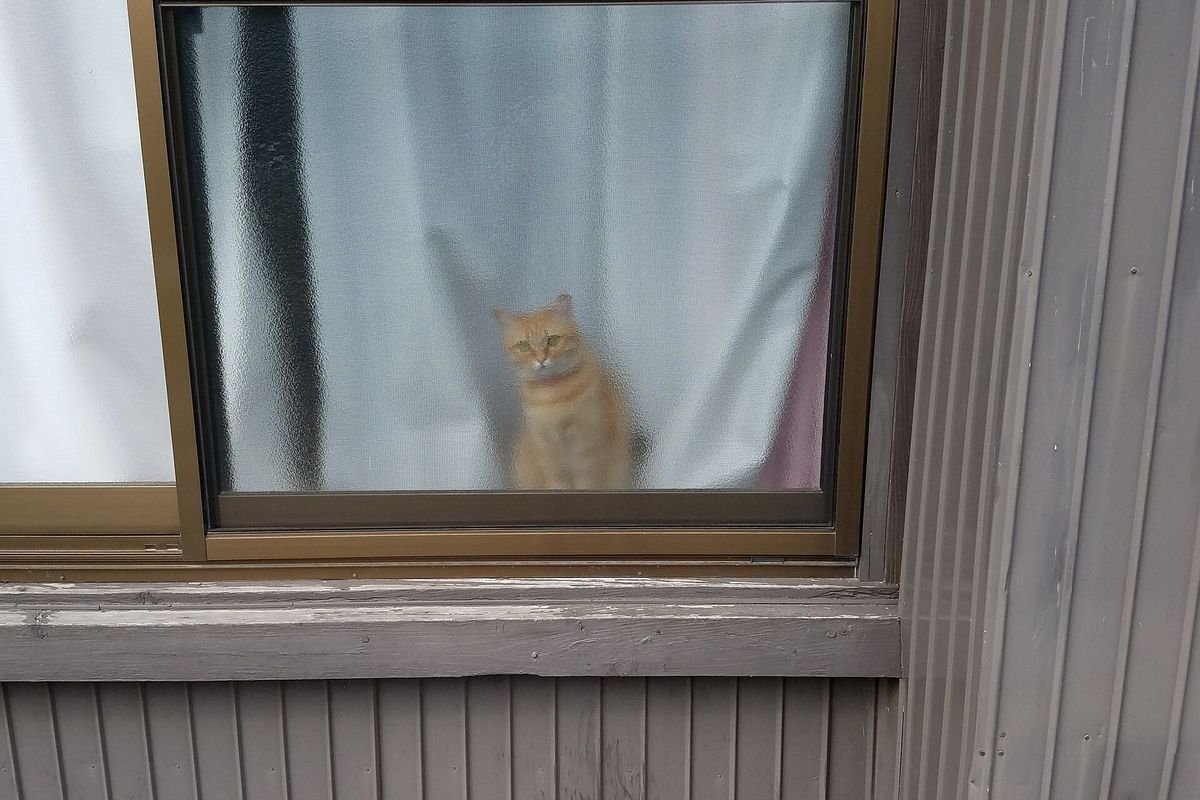 Orange cat sitting inside a window looking out