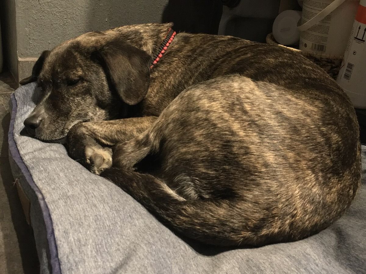 Brindle dog curled up asleep on a soft padded mat