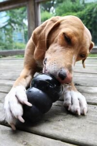 Hound dog lying on a wooden deck chewing a black rubber KONG toy