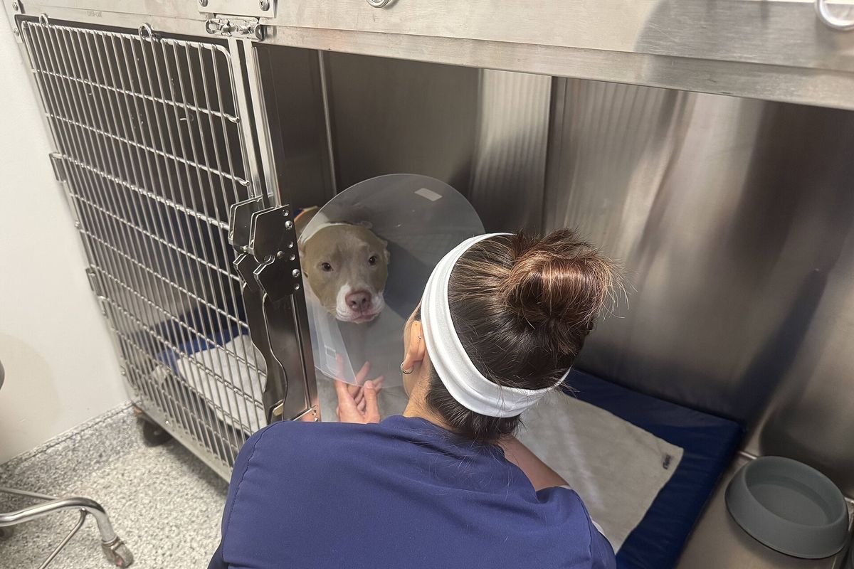 Veterinary caregiver attending to a dog wearing a plastic cone collar in a clinic kennel