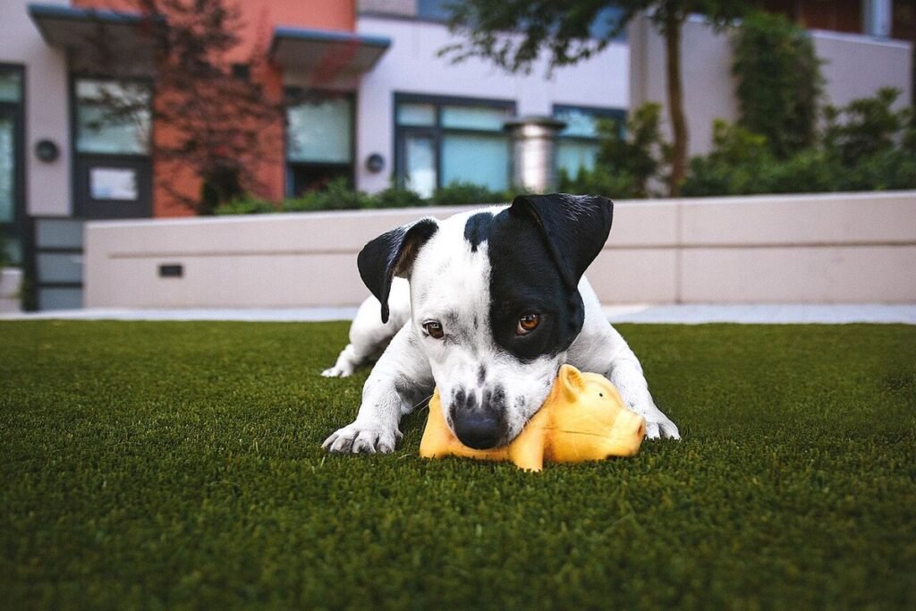 Black-and-white puppy chewing a yellow toy on artificial grass