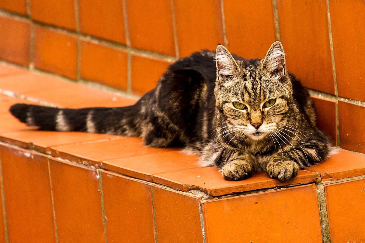 Older brown tabby cat crouching on an orange tiled step, looking at the camera
