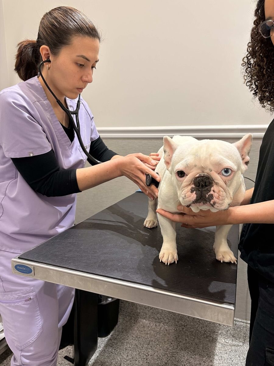 Veterinary team examining a white short-coated dog with a stethoscope on an exam table