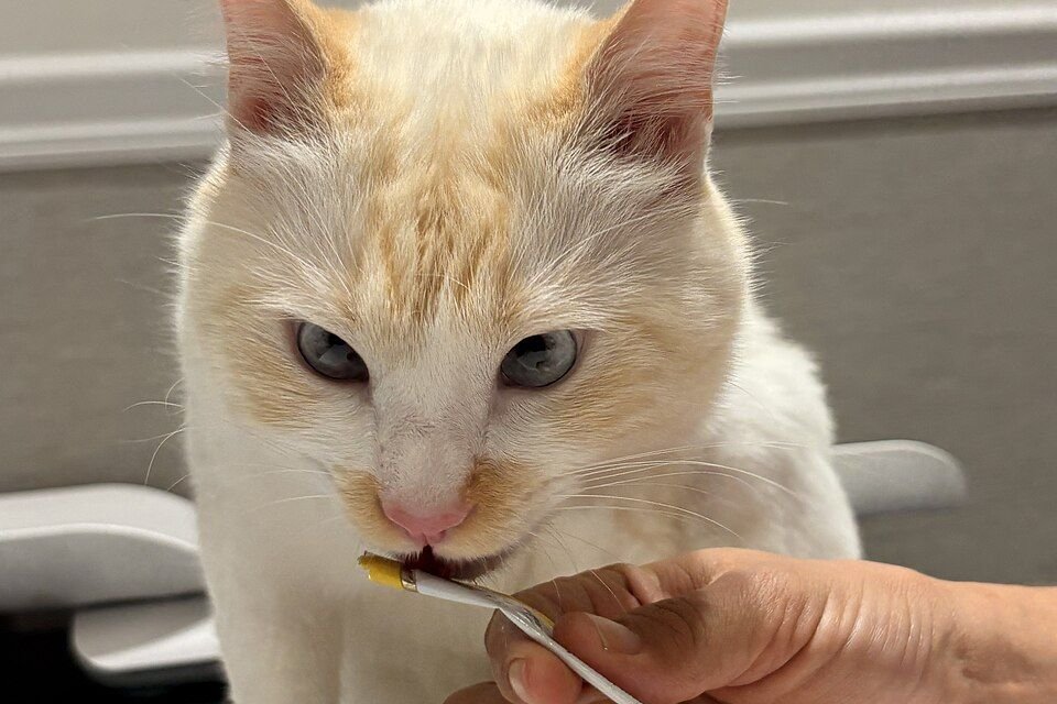 Pale ginger and white cat on an exam table licking a treat from a tube while a person gently handles it