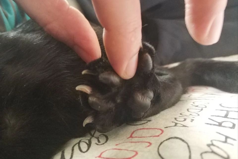 Hands gently pressing a dark-furred cat's paw so the claws extend for trimming