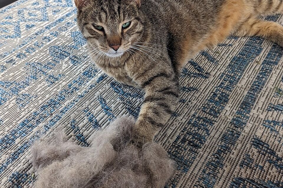 Tabby cat lying on a rug next to a large pile of fur brushed from its coat