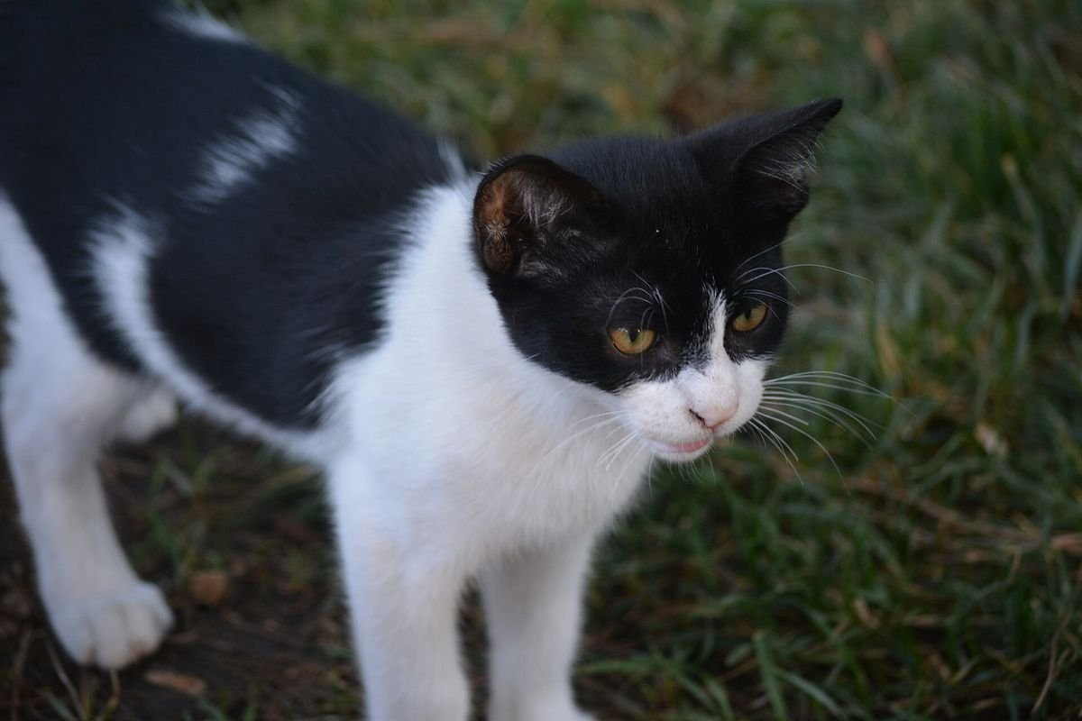 Black and white cat standing on grass looking up expectantly, waiting for food
