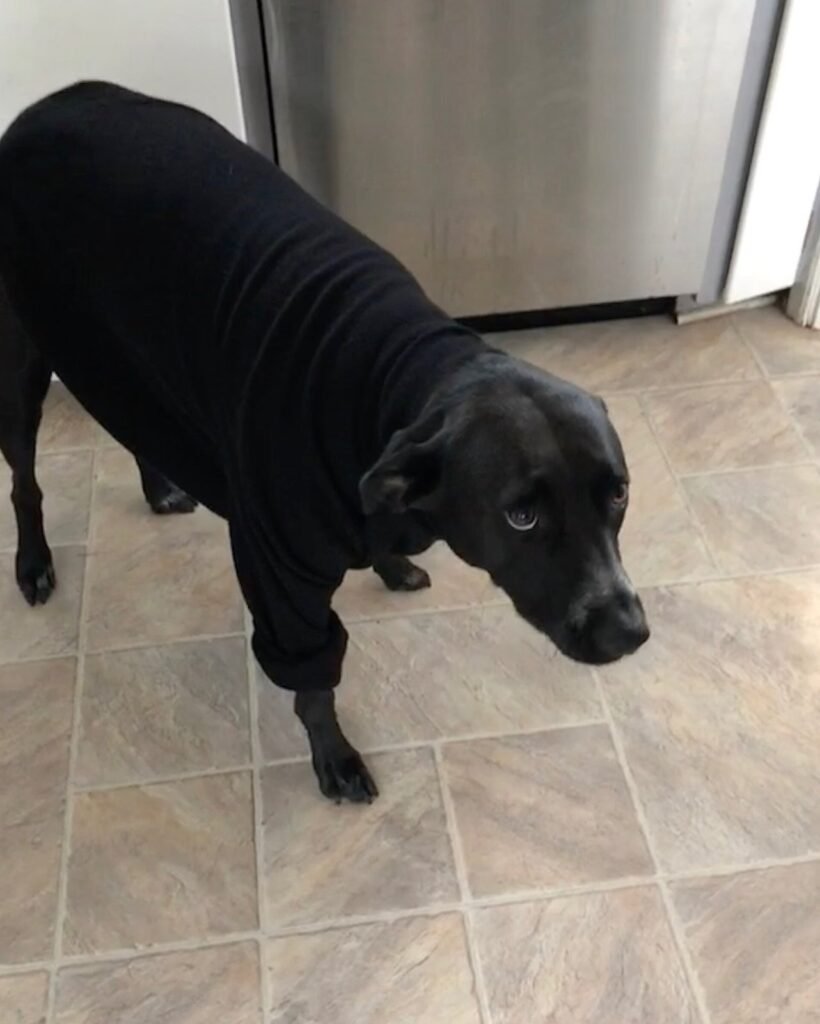 Black dog standing calmly in a kitchen wearing a black sweater