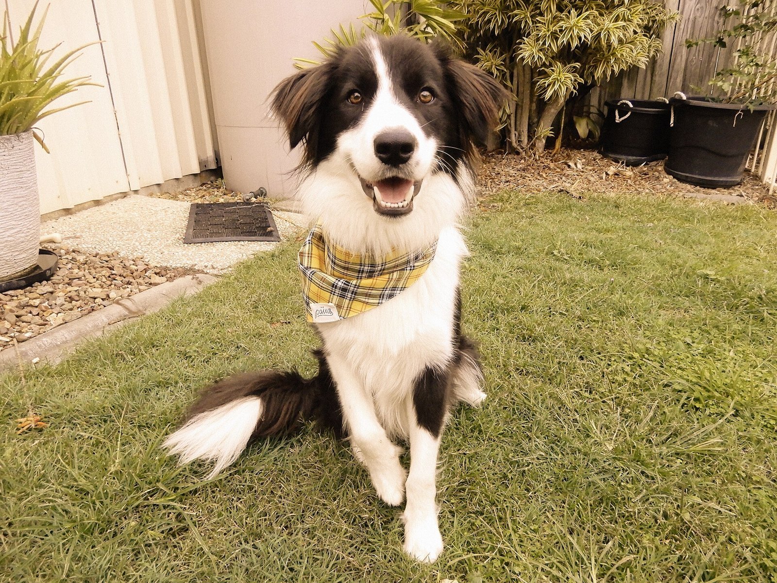 Pet Costume Safety Guide: Comfortable, Stress-Free Outfits for Dogs and Cats