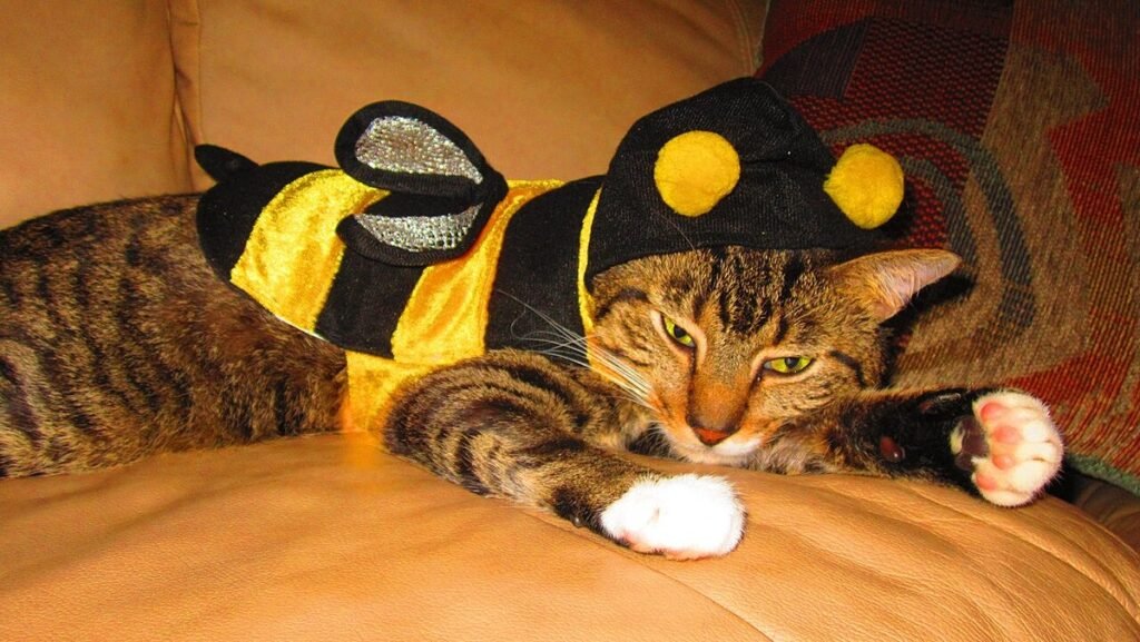 Tabby cat lying on a leather sofa wearing a black and yellow bumblebee costume with a hood, ears turned back and eyes narrowed
