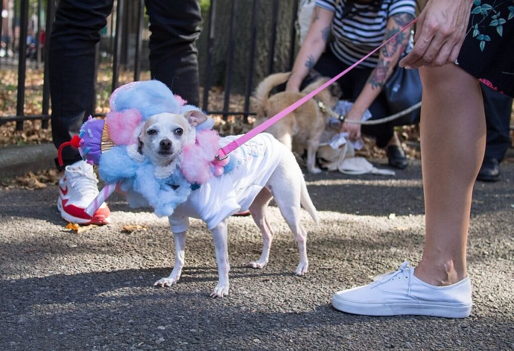 Small white chihuahua on a leash wearing a fluffy pink and blue cupcake costume at a Halloween dog parade, looking unenthusiastic