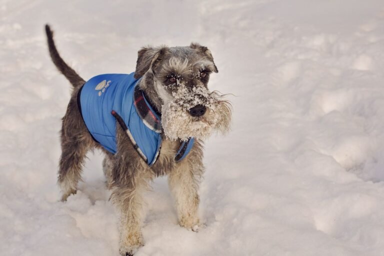 Miniature schnauzer wearing a blue padded dog winter coat in the snow