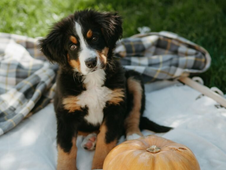 Bernese Mountain Dog puppy sitting on a plaid blanket next to a pumpkin