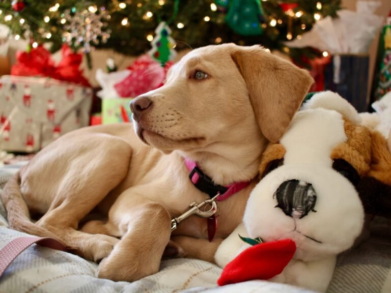 Yellow Labrador puppy lying on a plaid blanket beside a stuffed toy, with wrapped gifts and a lit Christmas tree behind