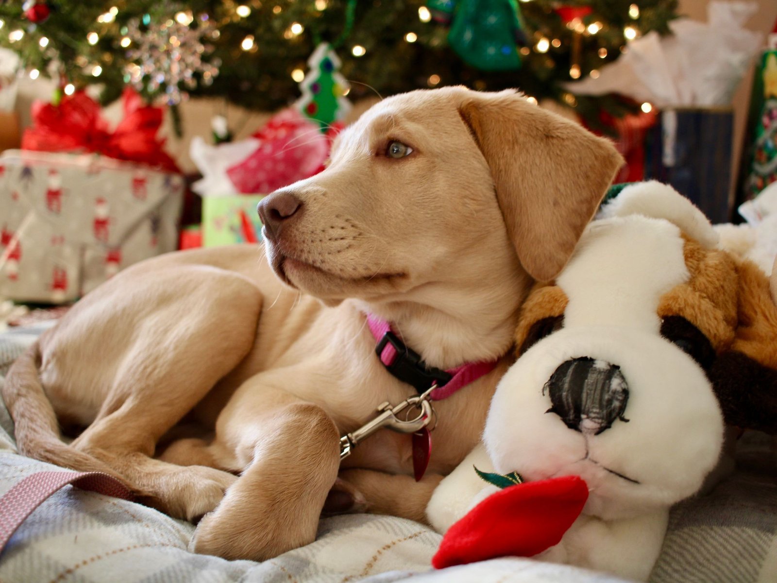 Yellow Labrador puppy lying on a plaid blanket beside a stuffed toy, with wrapped gifts and a lit Christmas tree behind