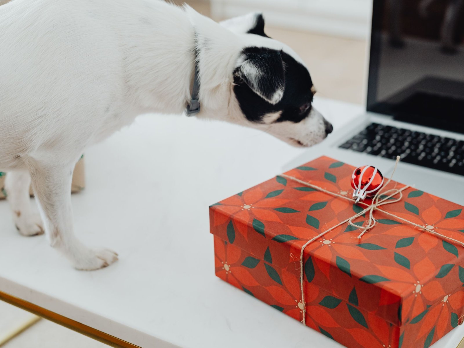 Dog sniffing a wrapped holiday gift box on a table next to a laptop