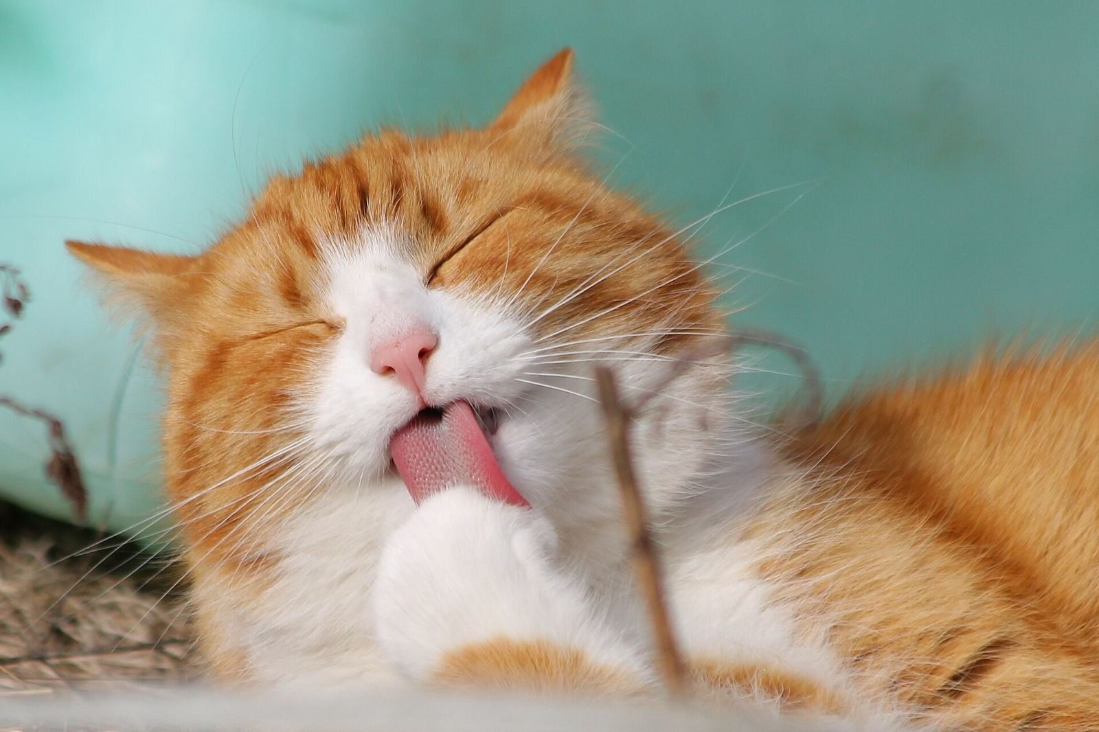 Fluffy orange and white long-haired cat with eyes closed, licking its paw to groom itself