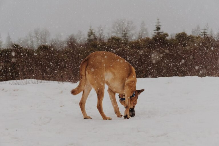Brown dog sniffing fresh snow at the edge of a forest during a snowfall