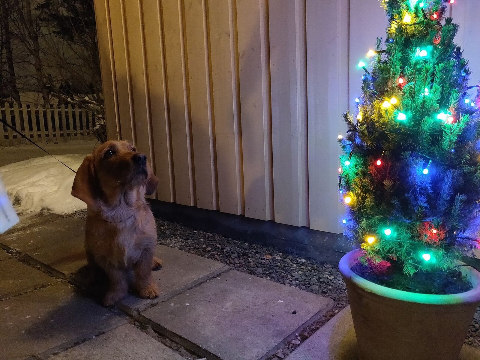 White dog looking up at a lit Christmas tree indoors