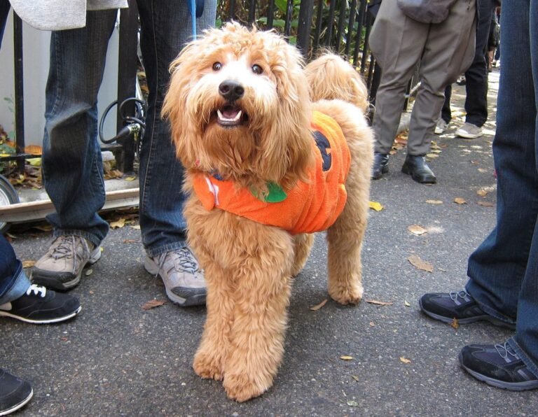 Curly-coated dog wearing an orange pumpkin costume on a city sidewalk