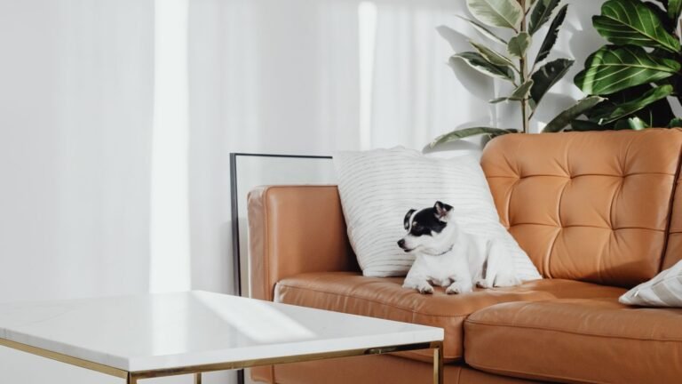 Small dog resting on a sofa in a bright living room
