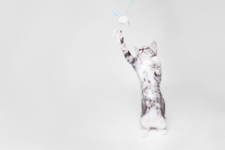 Grey and white kitten standing on its hind legs, leaping for a dangling toy