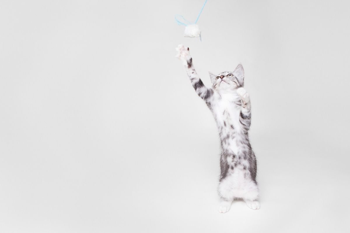 Grey and white kitten standing on its hind legs, leaping for a dangling toy