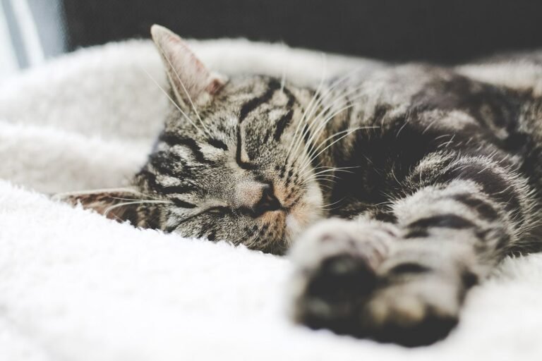 Tabby cat dozing on a soft white fleece blanket