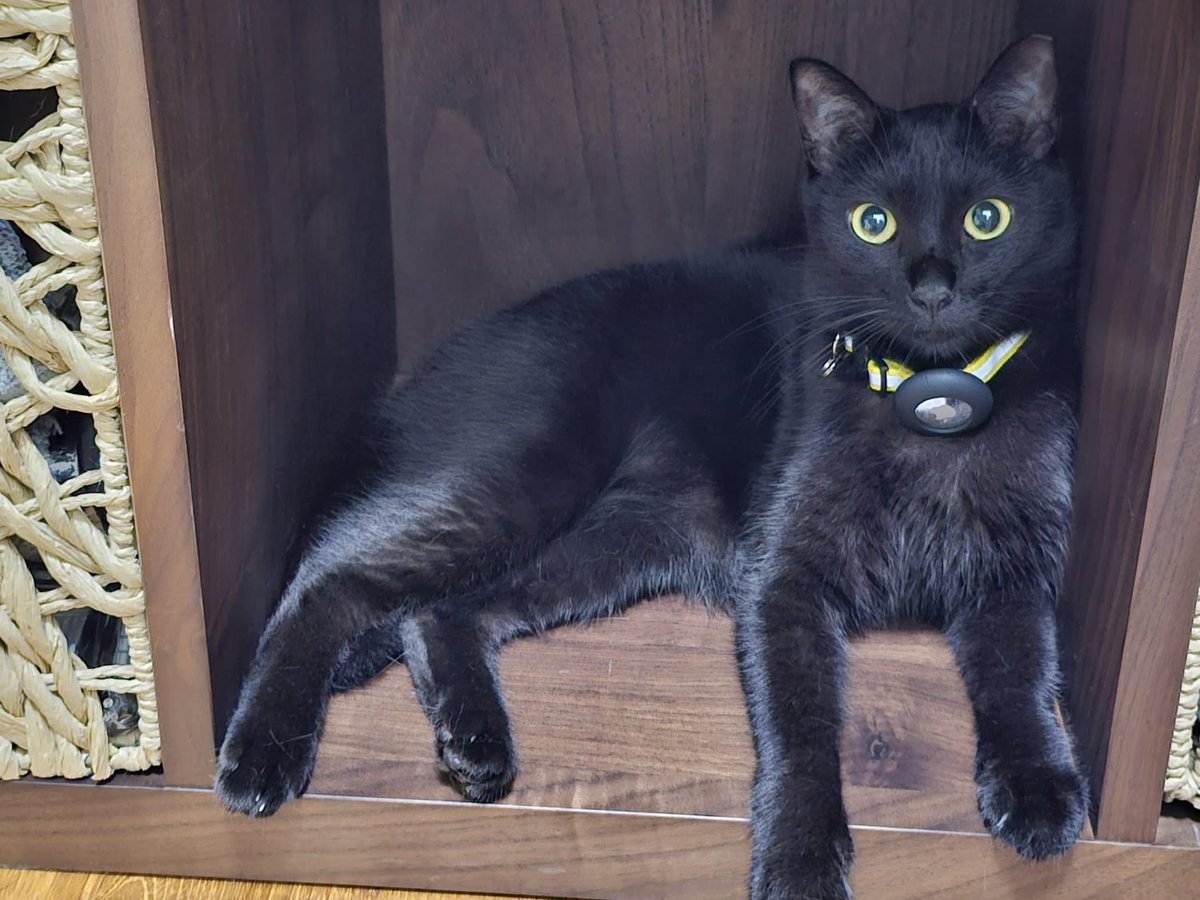 Settling In a New Foster Cat: Lessons From One Shy, One Curious (2026)