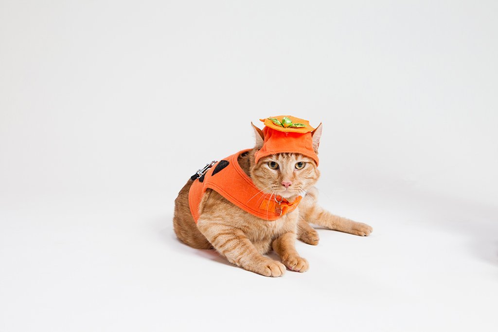 Orange tabby cat lying on a white background wearing a small orange pumpkin costume