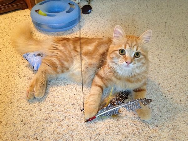 Ginger tabby cat lying on a carpet next to a Da Bird feather wand toy