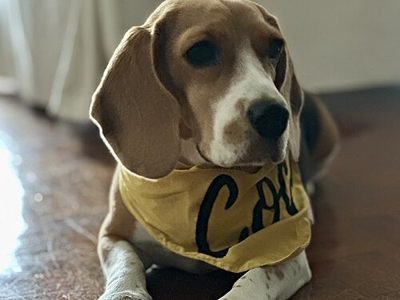 Beagle wearing a cloth bandana (item type photo, not the exact product)
