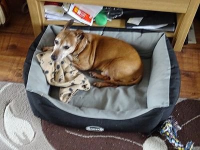 A padded dog bed with a small dog resting in it (item type photo, not the exact product)