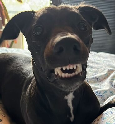 Dog showing its front teeth (item type photo, not the exact product)